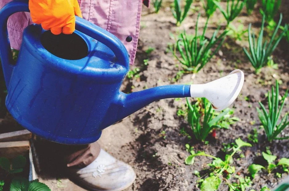 Gloved hands pouring soapy water from a metal watering can onto green lawn grass at the edge of a large brown chewed patch