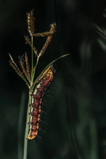Close-up of a fall armyworm caterpillar on a grass blade showing the pale inverted Y marking on its dark head capsule