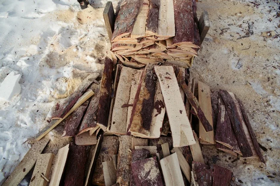 Close-up of a split oak firewood log held in gloved hands showing round beetle exit holes and sawdust frass on the bark