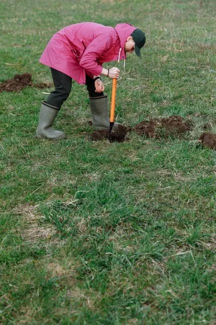 Small shallow holes and flipped chunks of sod scattered across a suburban lawn from nighttime animal digging