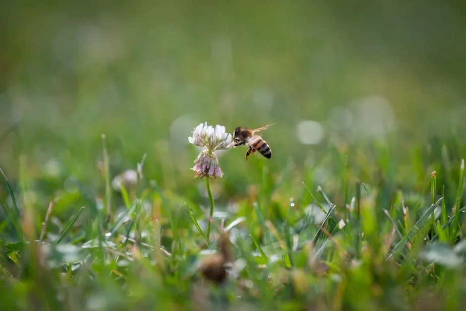 White clover flowers blooming in a home lawn with a bumble bee feeding on one bloom