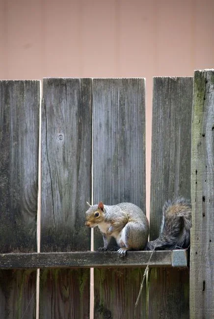 Gray squirrel entering a gnawed hole in the wooden soffit under a house roof eave