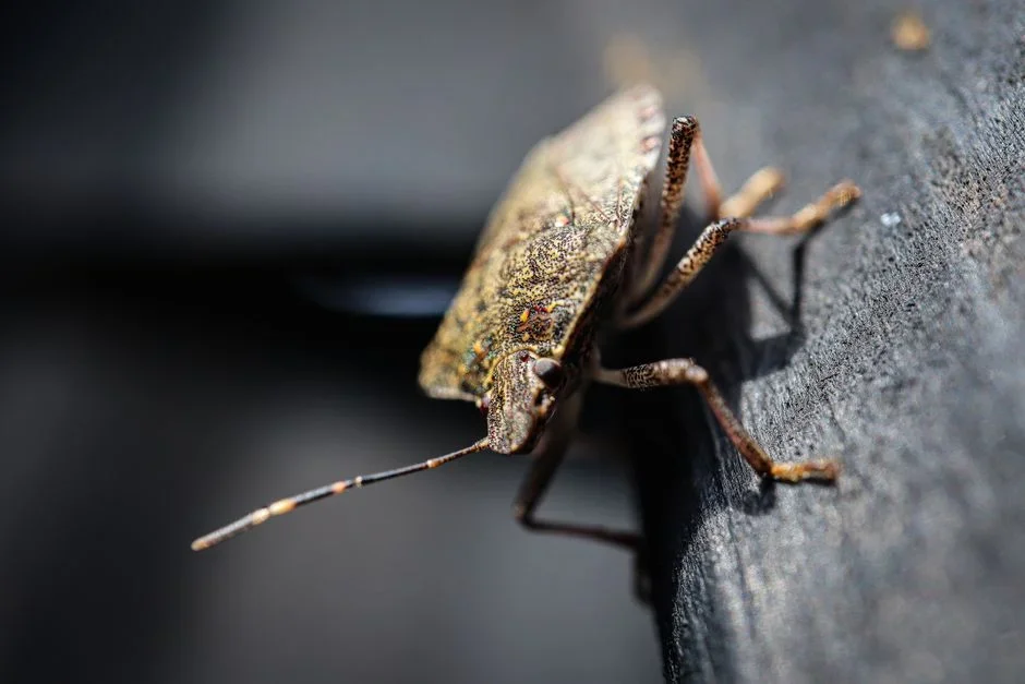 Brown marmorated stink bugs clustered on sunlit white vinyl siding beside a window frame of a house in late summer