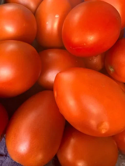 Whole raw red tomatoes spread in a single layer on a metal sheet pan being placed into a freezer